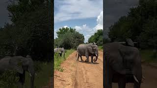 Слоны важно переходят дорогу/Африка