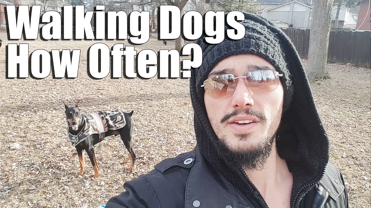 How Often Should You Walk Your Dog? Dog Walking Vlog - YouTube