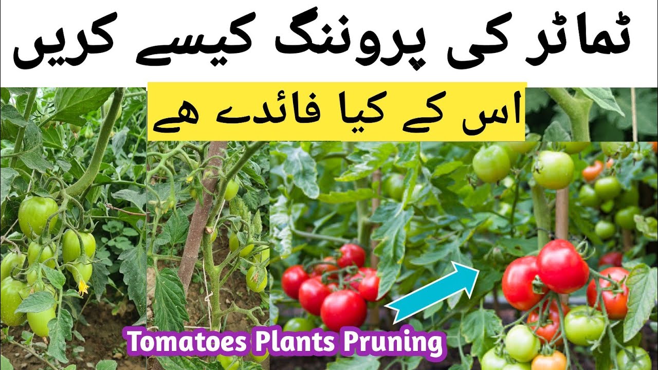 How & When To Prune Tomatoes PlantsTamater Ki Pruning Kaise Kare Tomatoes Pruning Benefit