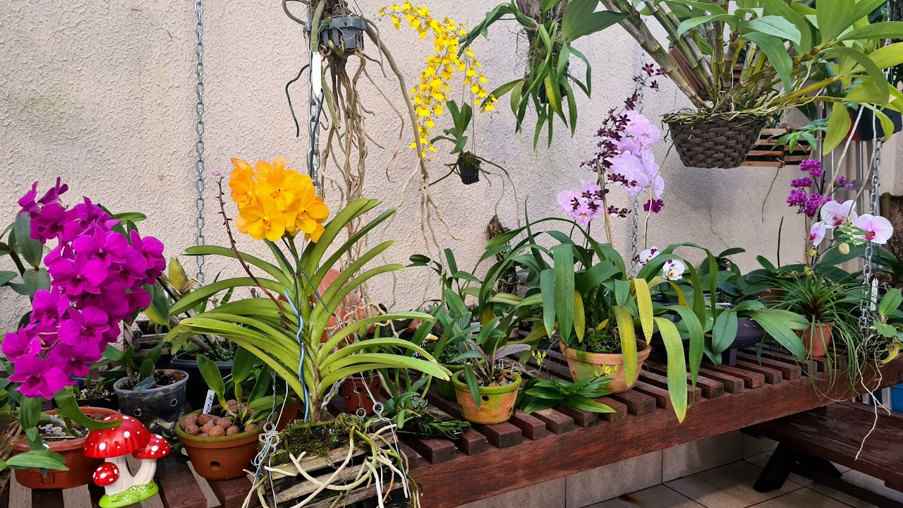 COMO MEU ORQUIDÁRIO ESTÁ FLORIDO! 🤩🤩🤩