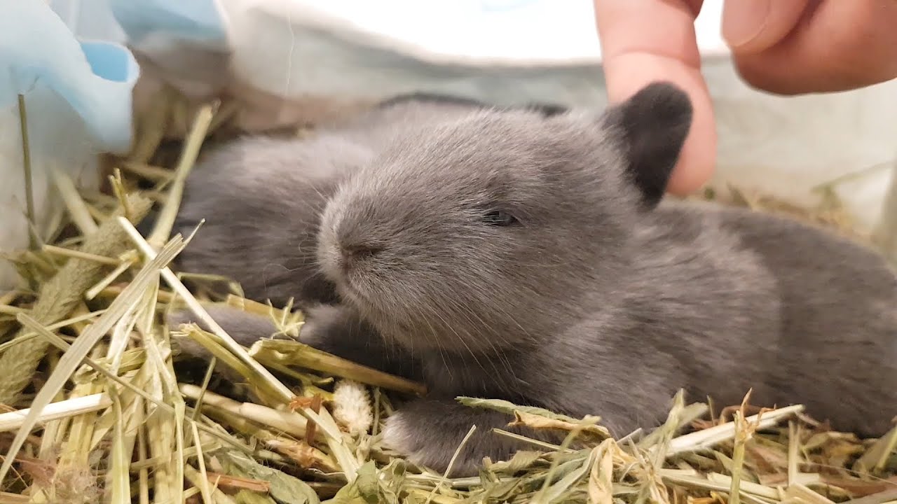 Cute bunny/baby rabbit (14 days old) / classic music - YouTube