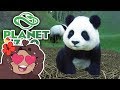 Grand Gardens for... a Grandma Panda?! 🐼 Daily Planet Zoo! • Zoodesia! • Day 59