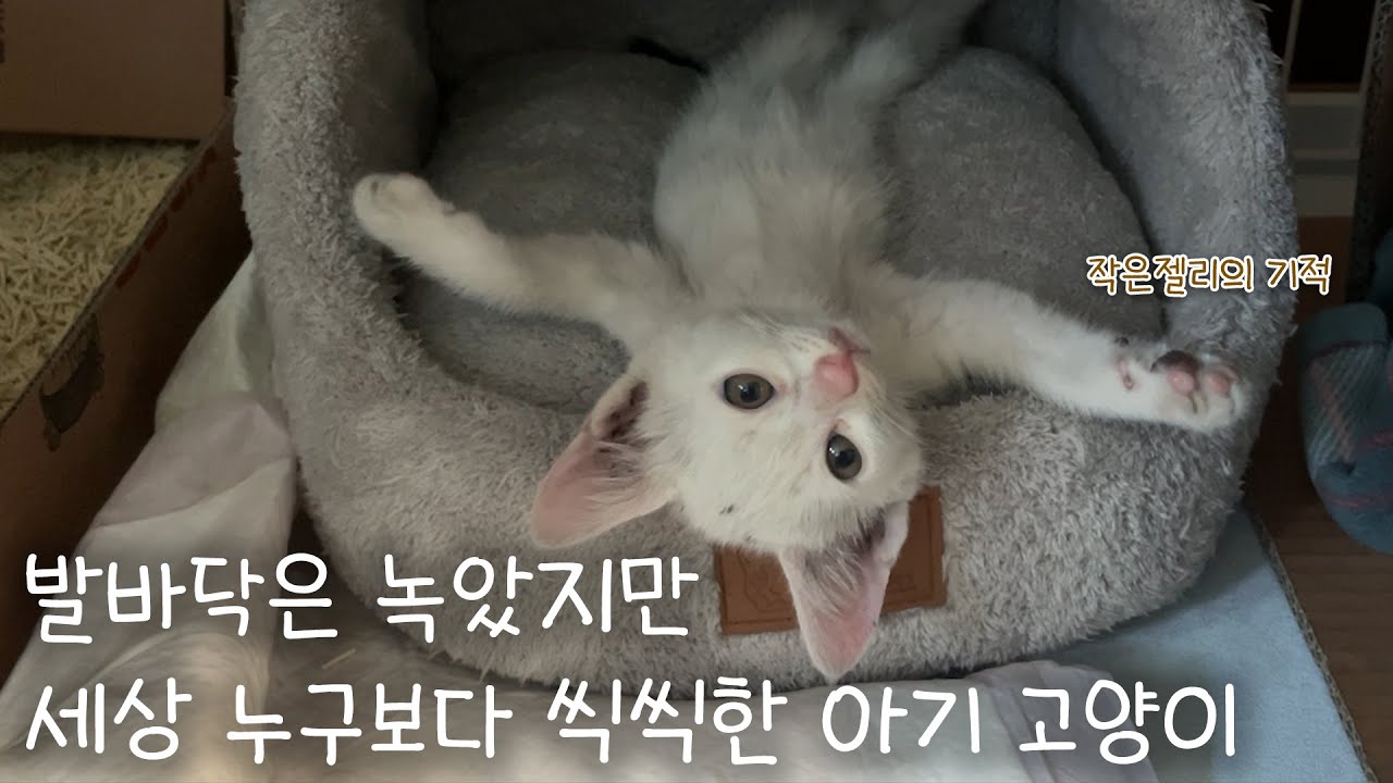 발바닥은 녹았지만.. 세상 누구보다 씩씩한 아기 고양이!