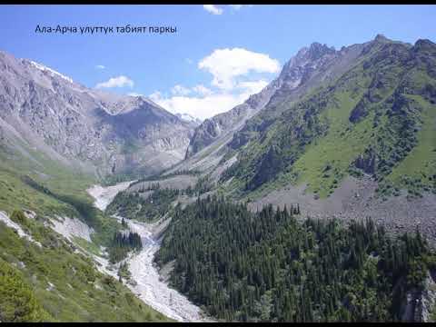 Video: Сары көп жылдык өсүмдүктөр - аларды кантип отургузуу жана өстүрүү