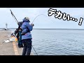 巨大なアジが釣れると噂の堤防でアジングしたらすごかった…！【直江津港第3東防波堤　ハッピーフィッシング】