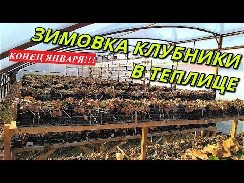 STRAWBERRY OVERWINTERING/STRAWBERRY GREENHOUSE/End of January/Strawberries on shelves.