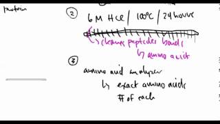 Amino Acids 27:  Primary Protein Structure Part 2