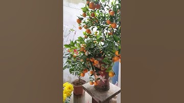 Trang Trí Những Chậu Hoa ,Cây Cảnh Trong Ngày Tết Đẹp Và Phong Thủy Phát Tài Phát Lộc