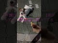 ep88【血液型占い】#懐メロ #癒し #ジャックラッセルテリア #犬 #更生 #小学生 #トライアル #ペット #無職 #応援#教育#爆笑#ひょうきん#トイプードル#笑い#占い#メロディー#可愛い