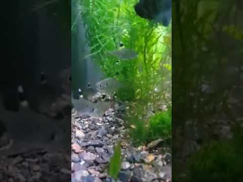 X Ray Tetra