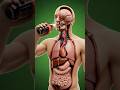 What Happens Inside Your Body After Drinking Coca Cola | 3D Anatomy Breakdown