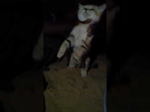 تفه القط البري