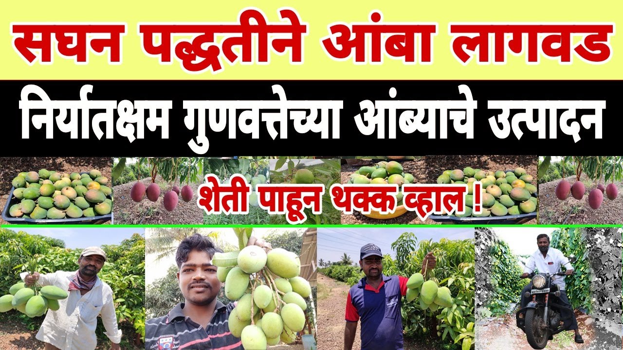 बेळंकी: सघन पद्धतीने आंबा लागवड करून मिळवा एकरी 7 लाखांचा नफा | शेतकरी- परमानंद गव्हाणे #आंबा लागवड