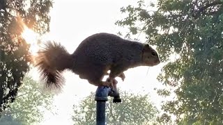 Amazing Squirrel Leap and Sneeze 🥰🤧