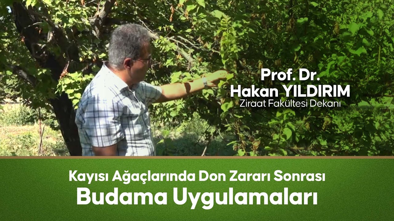 Kayısı ağaçlarında don zararı sonrası budama uygulamaları