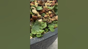 Know Your Enemy: Liverwort