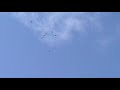 николаевские голуби 11.03.2021