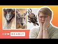 Five Crazy Wild Animal Attacks in Australia | How Deadly の動画、YouTube動画。