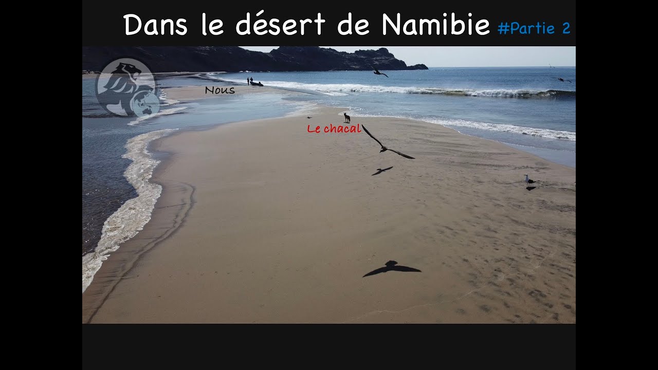 #81 Côte des squelettes, un chacal est sur nos traces - Catamaran Black Lion en Namibie.