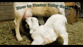 HOW TO FOSTER A BABY GOAT