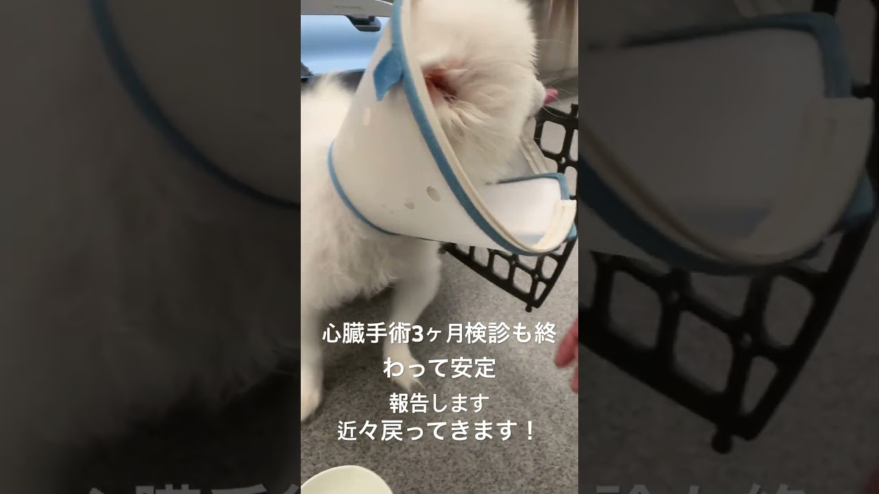 安定しました!