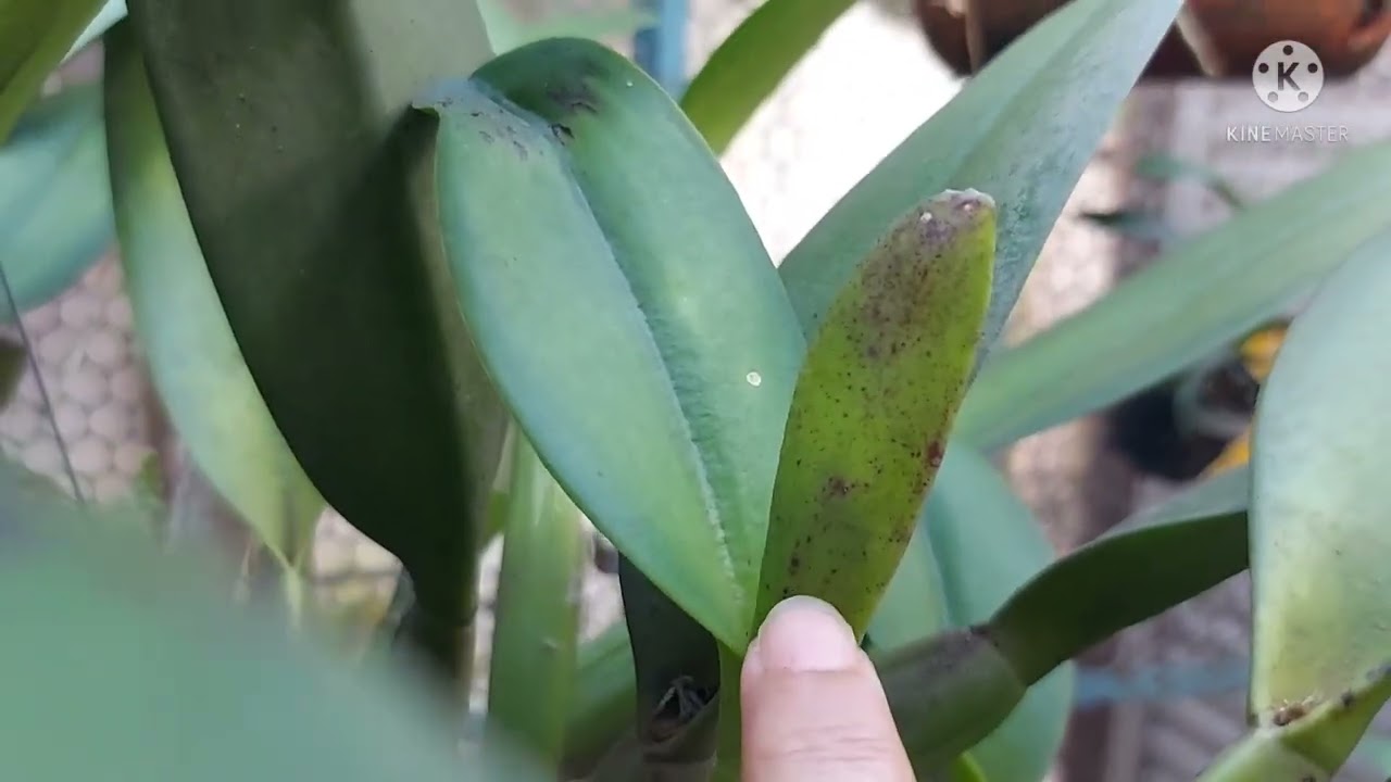 COMO SABER SE A SUA ORQUIDEA VAI FLORIR? Respondendo uma inscrita.