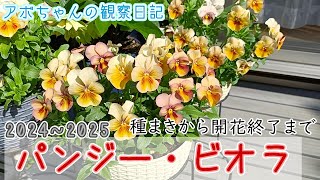 2024 Pensamiento y Viola desde la siembra hasta la floracion