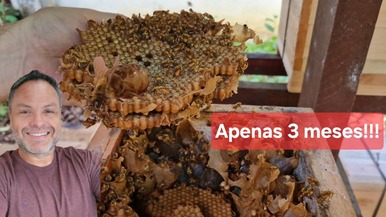 Quase não acreditei que em apenas 3 meses esta Bugia estaria forte assim! Dividi de novo 🤩🤩