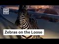 Zebras Escape Zoo & Run on Highway #Shorts