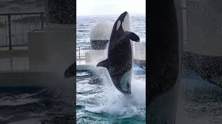 スピンジャンプでエンディングに華を添えるラン!! #Shorts #鴨川シーワールド #シャチ #Kamogawaseaworld #Orca #Killerwhale