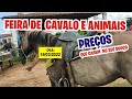 O melhor do Nordeste  Feira de Cavalo e animais