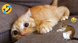 Funny Animals videos 😂 funniest cats and dogs 🐶😺 new funny videos