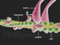 Muscle Contraction 3D
