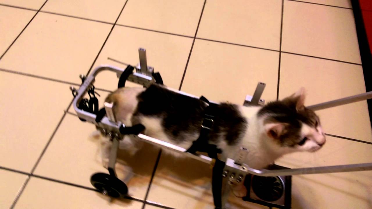 Little Mei in her kitty wheelchair YouTube