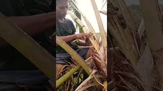 proses pengupasan buat di sadap