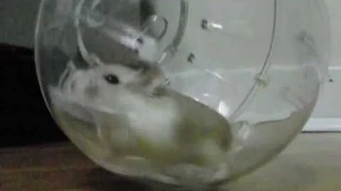 Walking in my ball