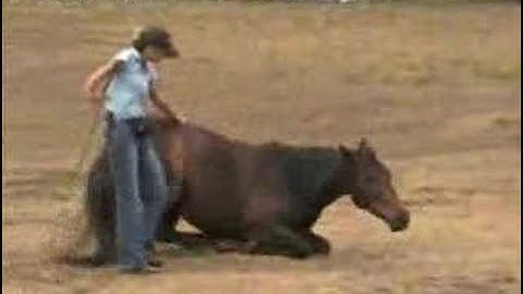 Trick Horse Training - Georgia Bruce - www.ClickerTraining.org