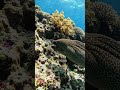 Massive morayeel Hunting near reef #BlueHunt #FishingLife #DivingLife #OceanAdventure #Spearfishing