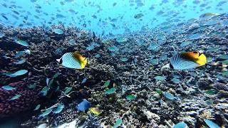 Kerama Blue Diving in Okinawa 4K Digest