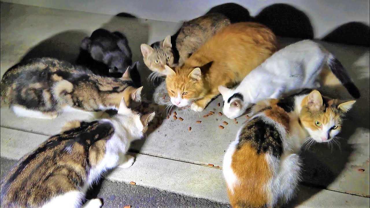 ６匹の群れと共に一心不乱に餌を食べる茶トラパパ猫と三毛母猫 Youtube