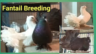 Fantail Pigeon Breeding Tips | Fantail Pigeon Keeping Tips | Fantail Pigeon Growing Tips