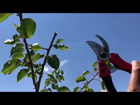 วีดีโอ: การดูแลต้นไม้แอปริคอท - วิธีปลูกแอปริคอตที่บ้าน