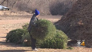 Don't Throw Out That Christmas Tree- Recycle It!