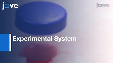 Experimental System To Study Mechanotransduction In Fetal Lung Cells l Protocol Preview