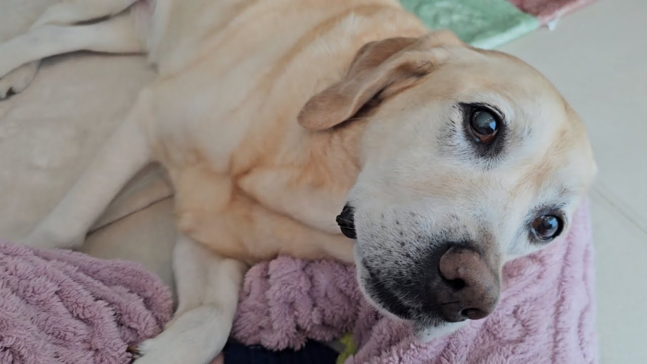 열흘만에 엄마 만난 리트리버 반응