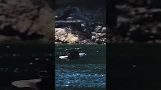 Eagle catching a salmon!