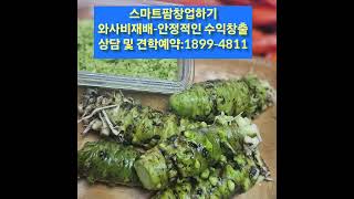 #와사비재배  #와사비 #스마트팜창업 #와사비창업 #스마트팜창업 #스마트팜