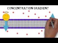 Cell Membrane Dynamics and Molecular Movement