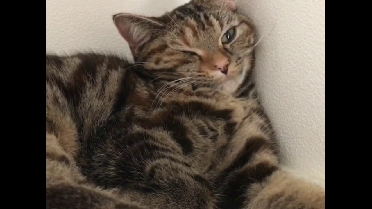 猫パンチの威力 Youtube 猫パンチの威力 Youtube
