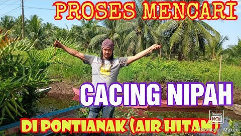 proses pencarian cacing nipah